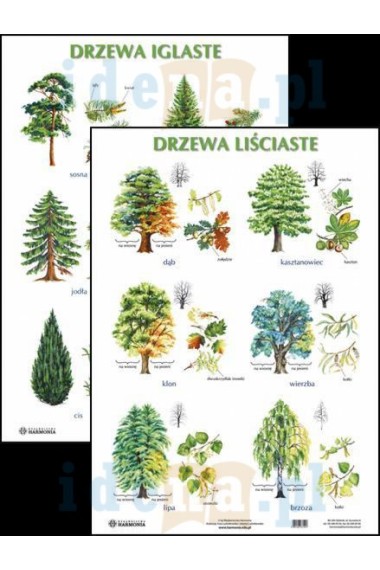 Plansza Drzewa liściaste  Drzewa iglaste